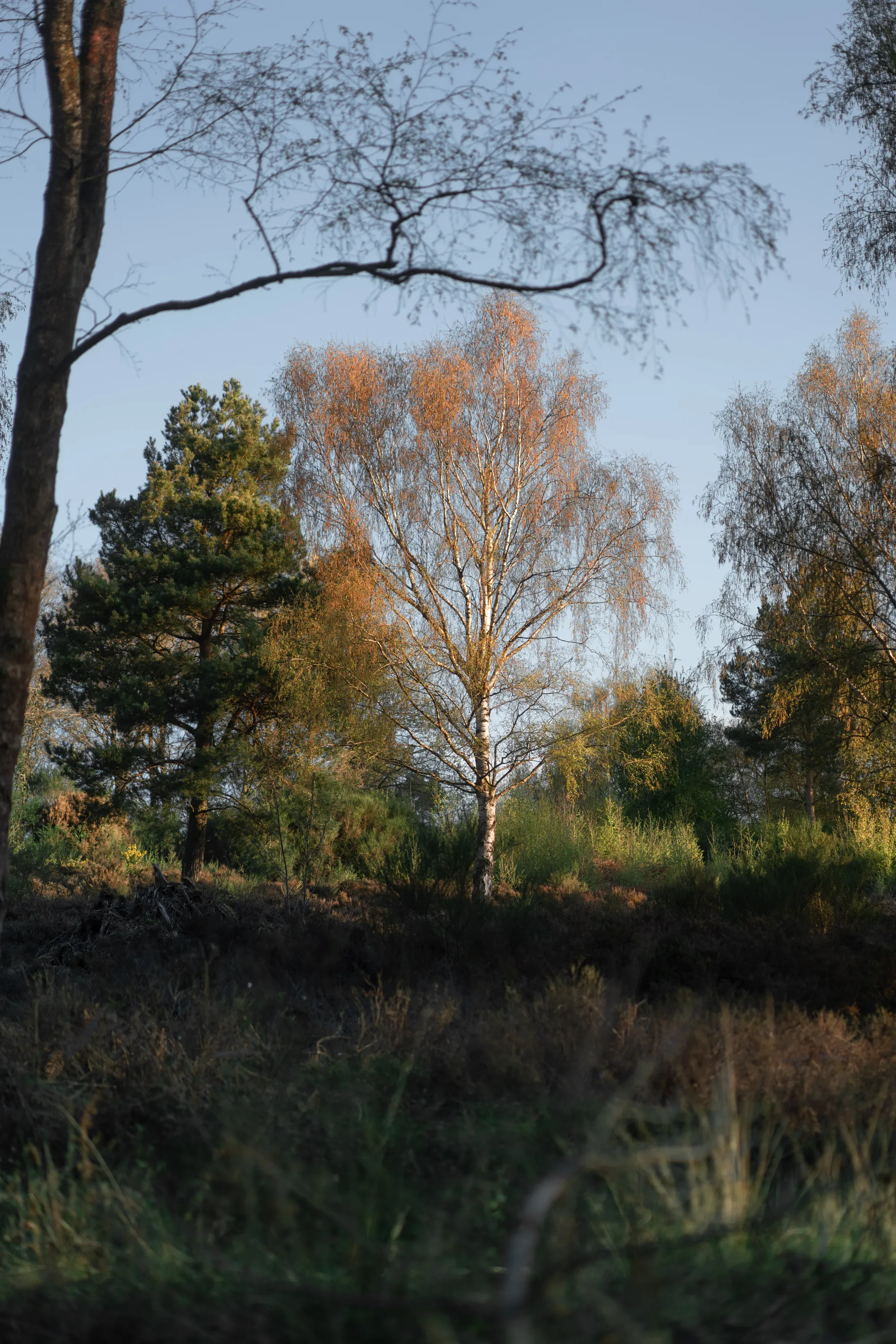 Trees - Dorin Vancea