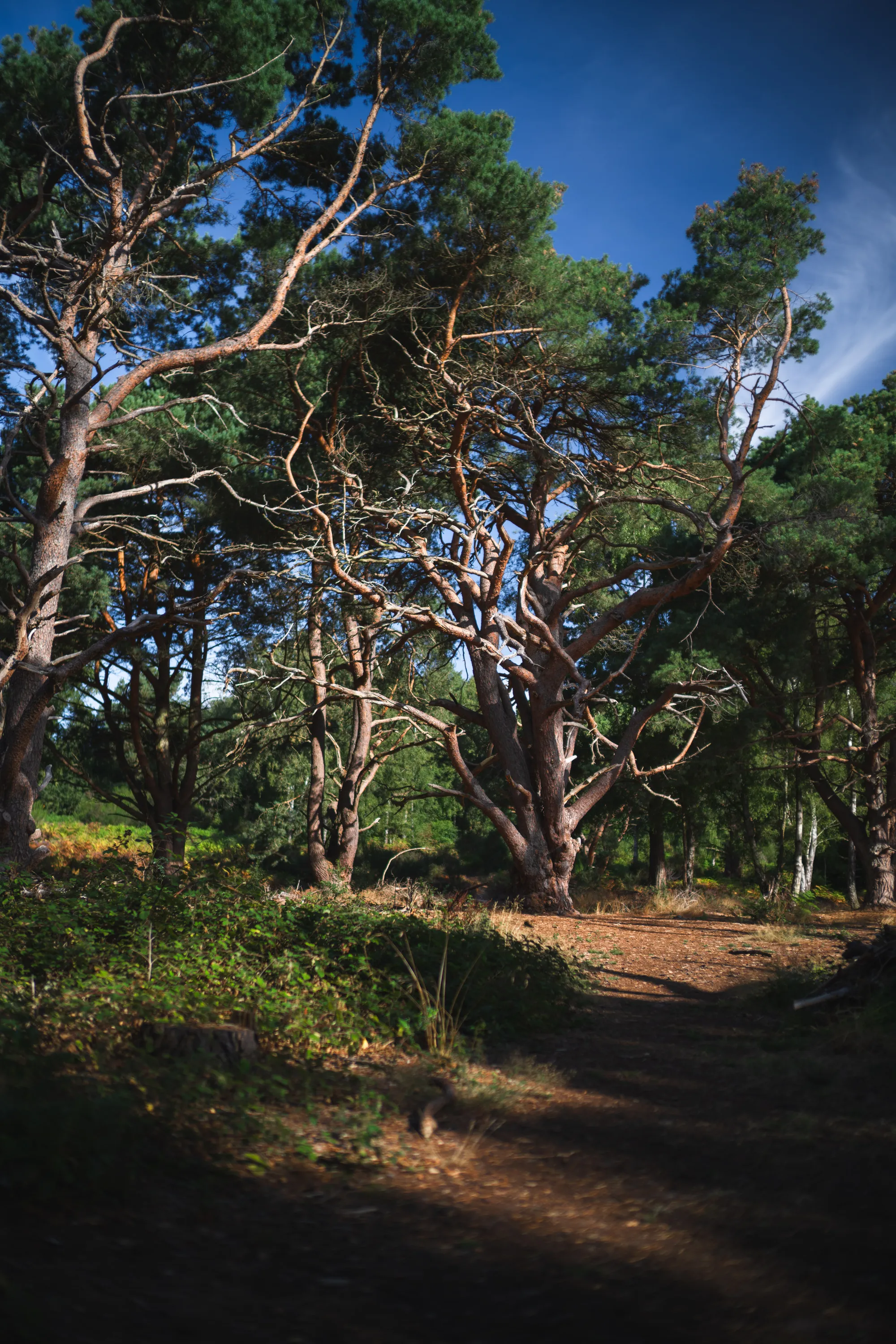 Trees - Dorin Vancea