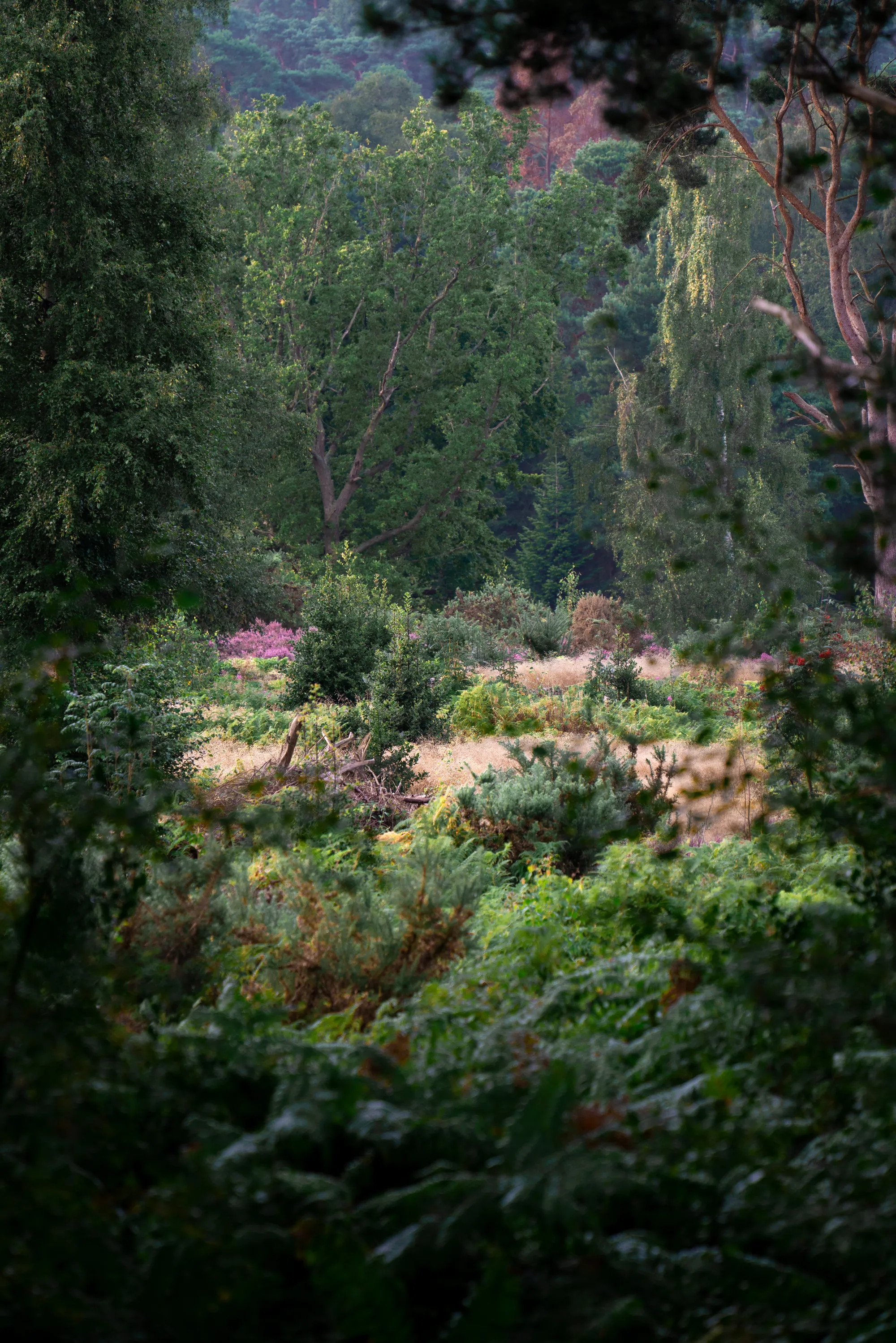 Flora - Dorin Vancea