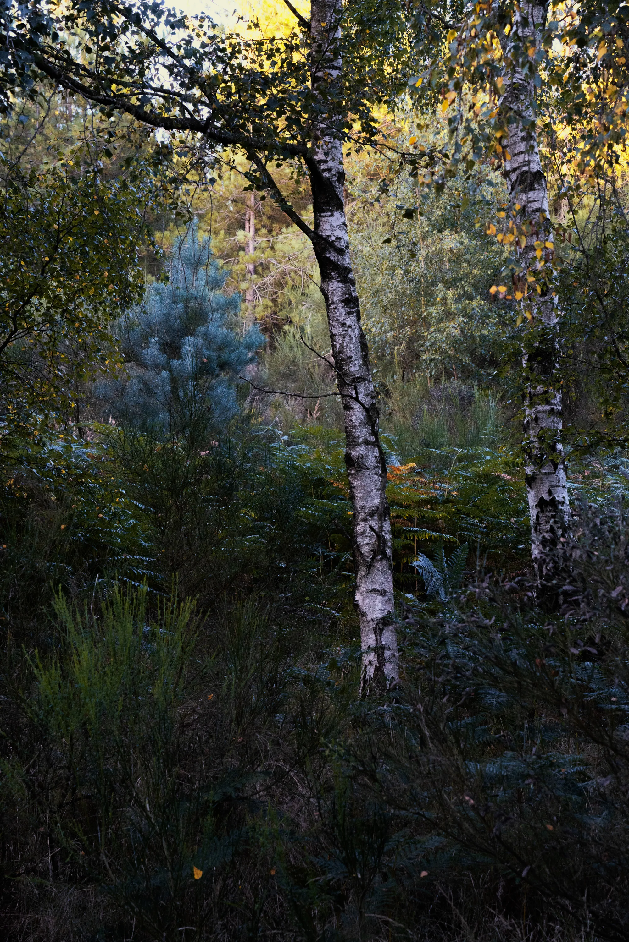 Trees - Dorin Vancea