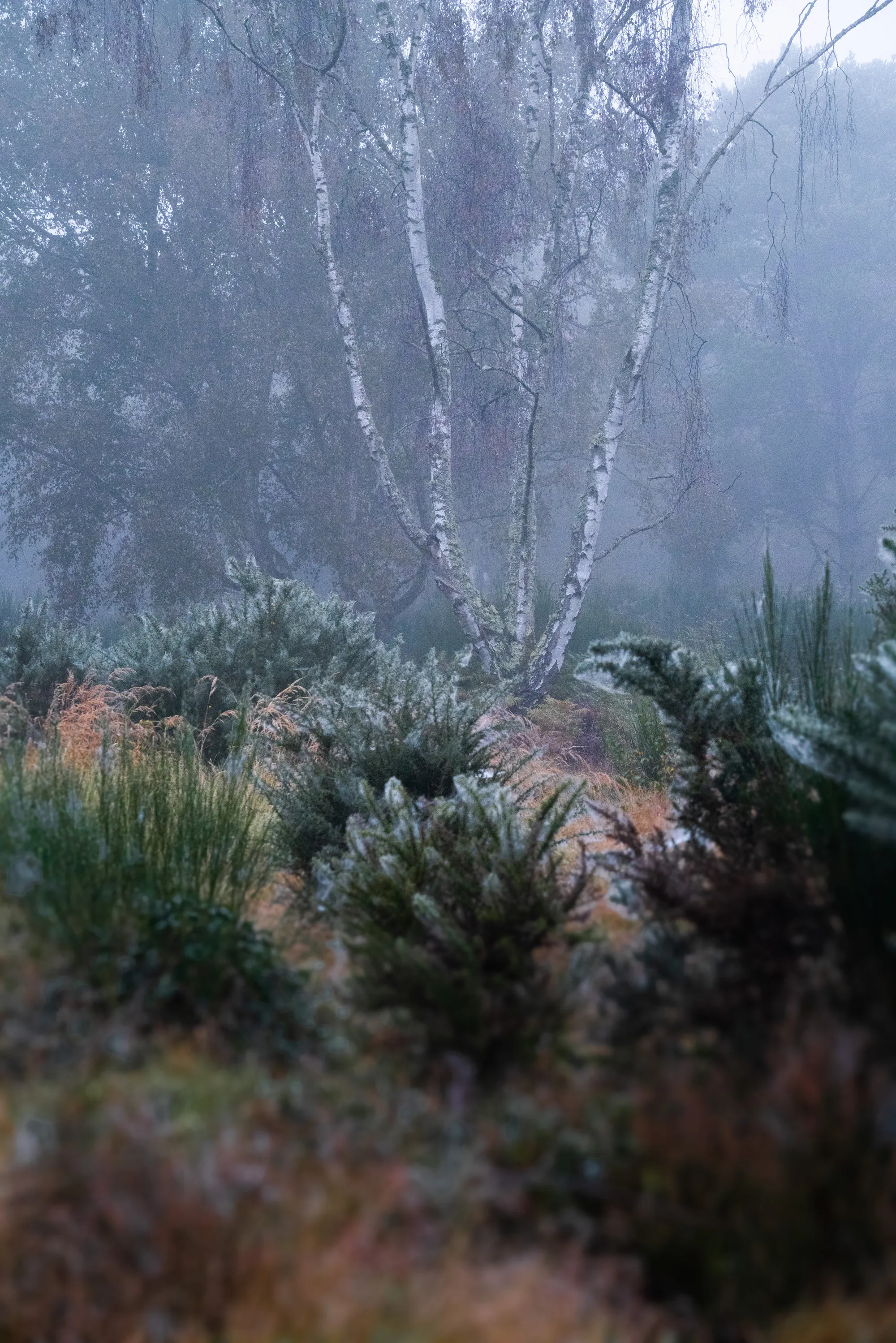 Trees - Dorin Vancea