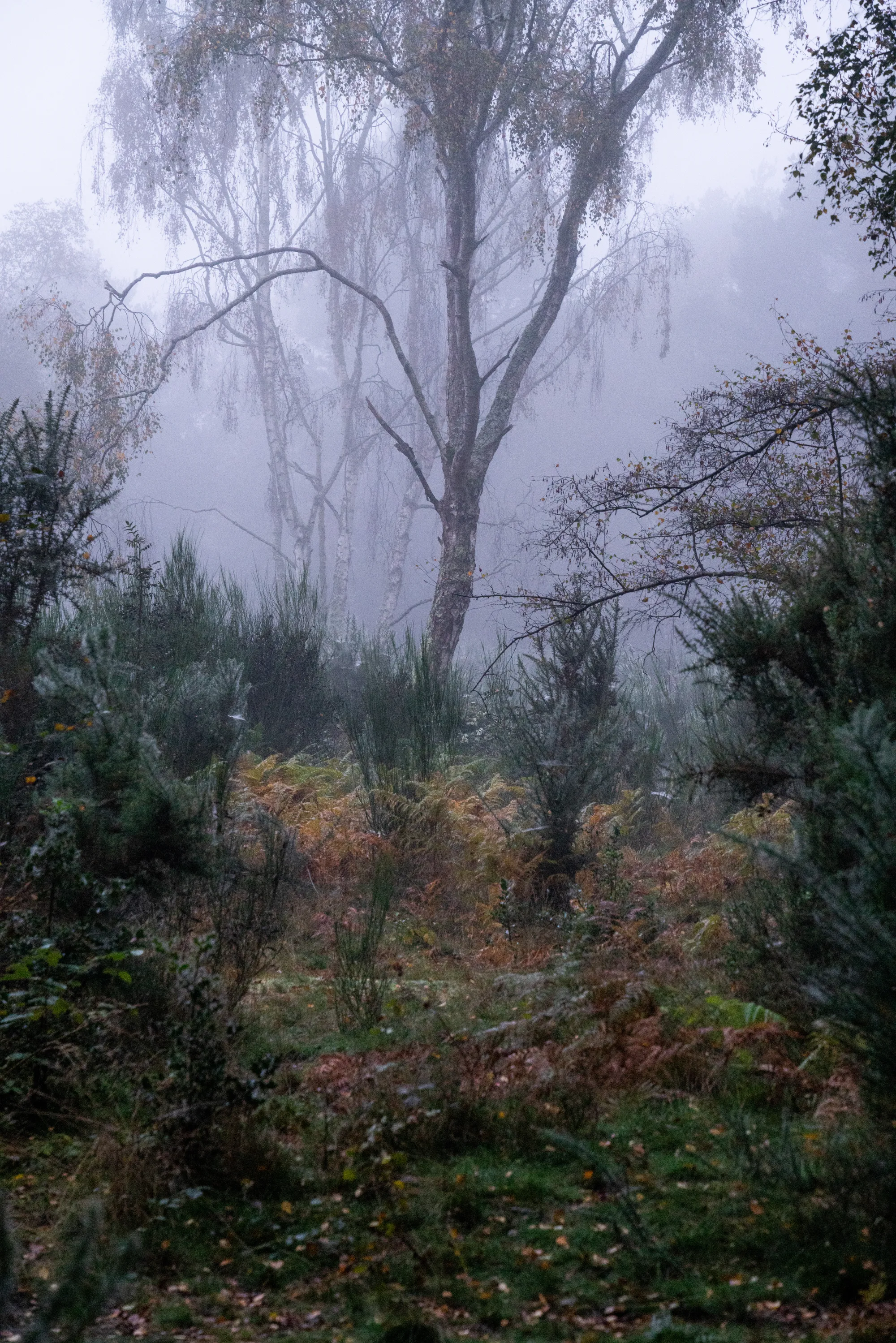 Trees - Dorin Vancea