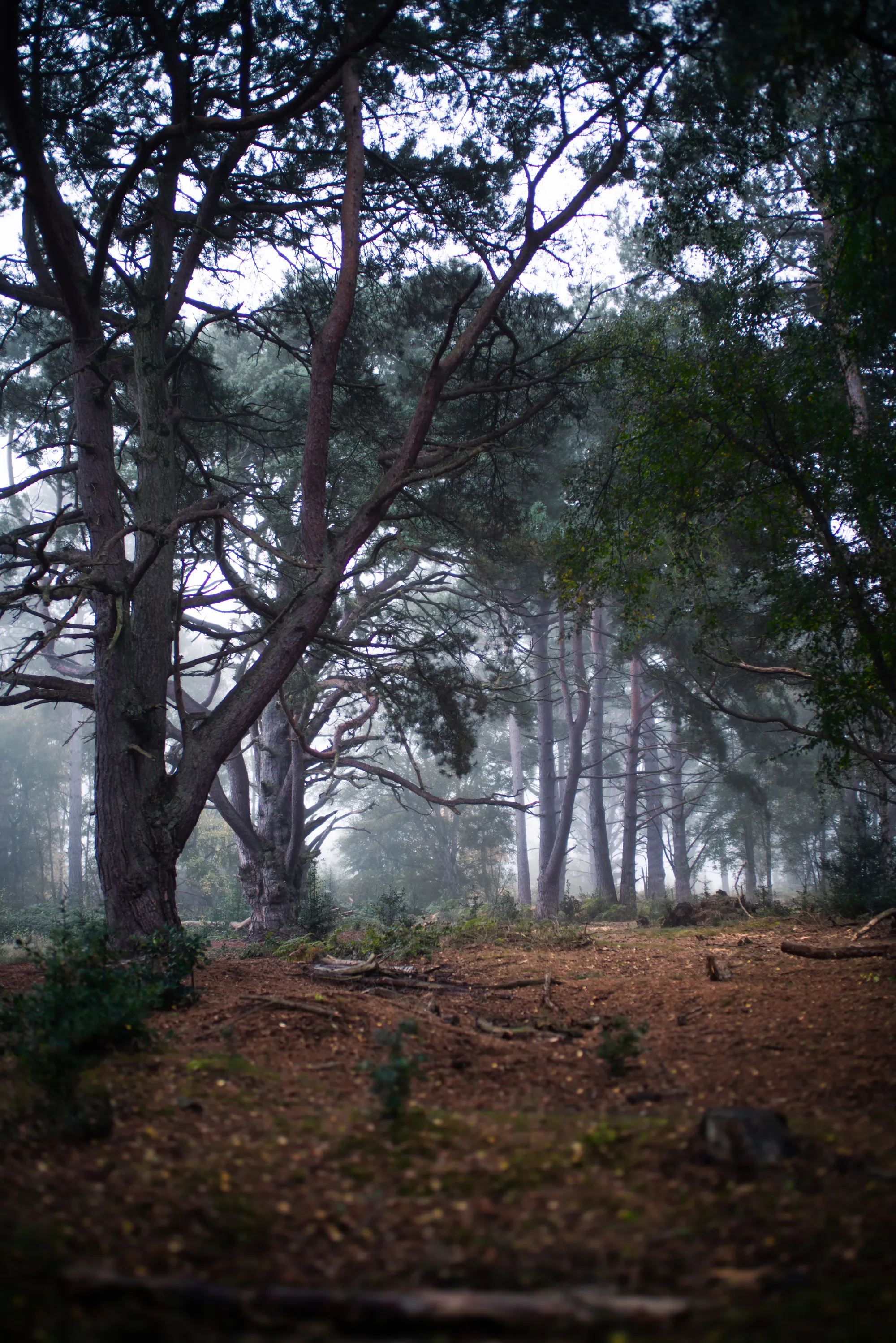 Trees - Dorin Vancea