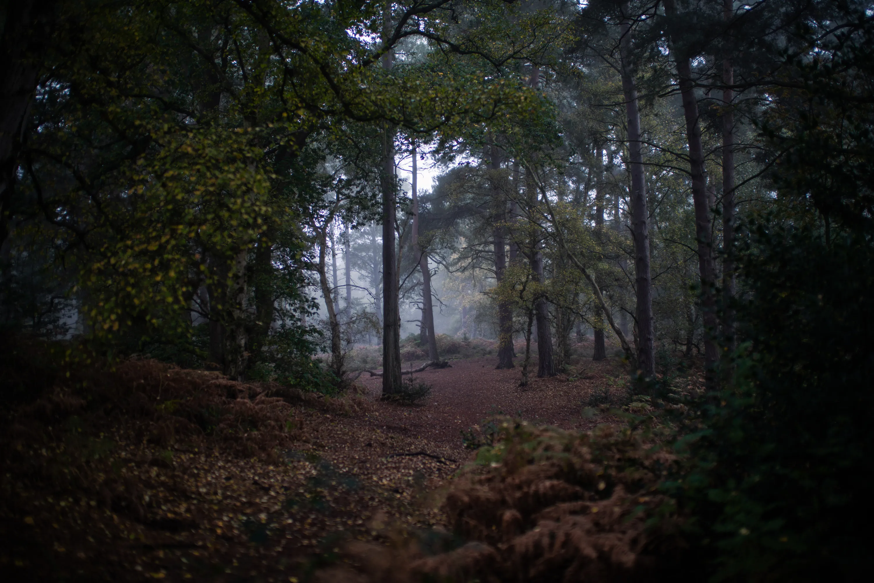 Trees - Dorin Vancea
