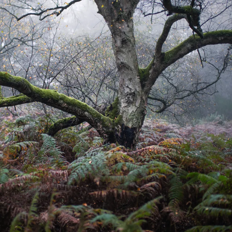 Trees